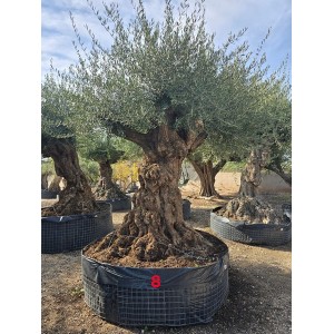 Olea lechin ejemplar